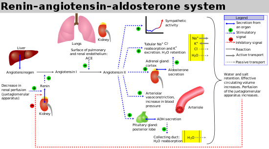 hệ thống renin-angiotensin