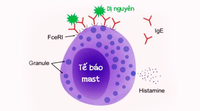 Xét nghiệm hoạt hóa tế bào mast (MAT)