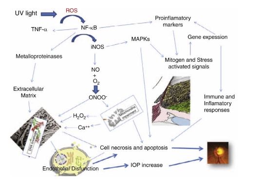 Bệnh tăng nhãn áp trong stress oxy hóa đóng một vai trò quan trọng trong việc rối loạn chức năng ty thể xảy ra và do đó các tế bào nội mô của lưới trabecular không hoạt động như bình thường.