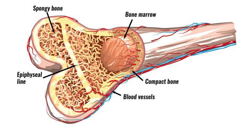tế bào gốc trung mô từ tủy xương