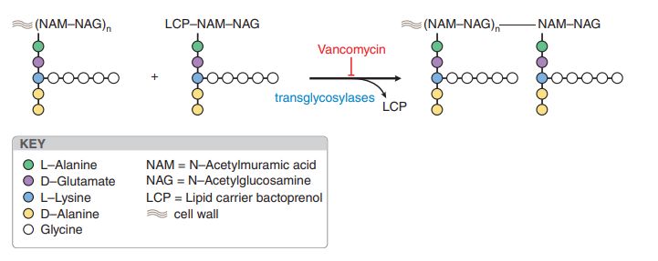 Hình 4. Cơ chế tác dụng của vancomycin