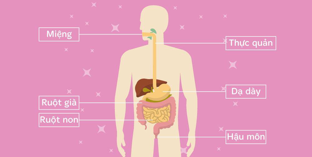 Hệ tiêu hóa cơ thể và những điều cần biết