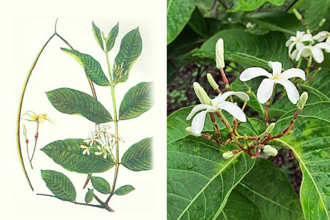 Mộc hoa trắng có một số công dụng trị bệnh trong Y học cổ truyền