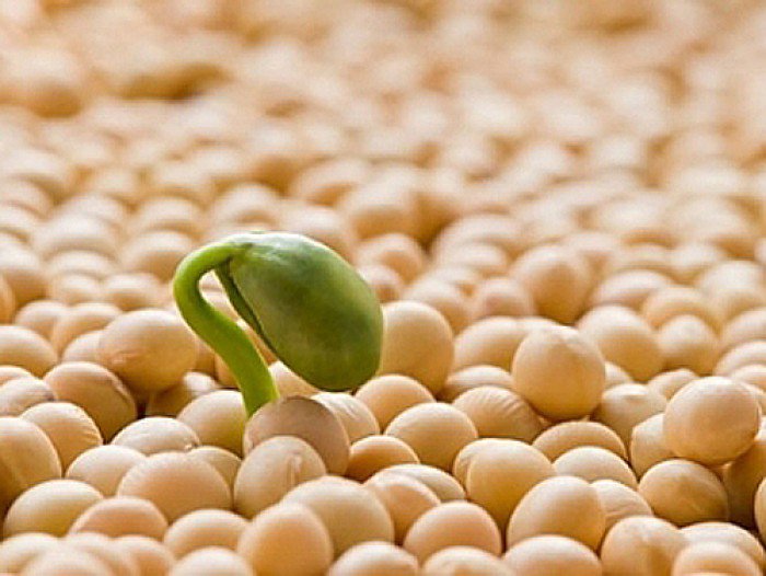 Cách sử dụng mầm đậu nành an toàn