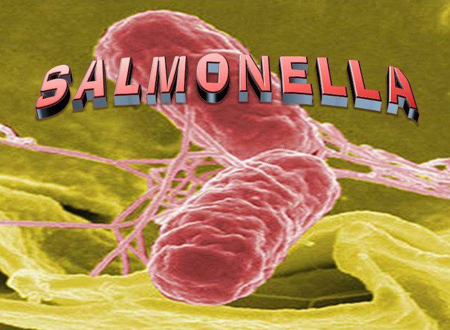vi khuẩn Salmonella