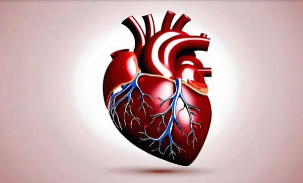 Ảnh hưởng của Lupus đến tim mạch là vô cùng nghiêm trọng khi gây ra những biến chứng tim mạch nguy hiểm