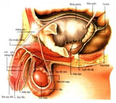 Some basic issues to know about prostate enlargement