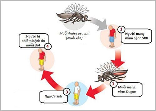 
Nếu chẳng may bị loại muỗi này đốt và truyền mầm bệnh vào cơ thể, chỉ trong 4 – 5 ngày sau, bạn sẽ mắc phải bệnh sốt xuất huyết
