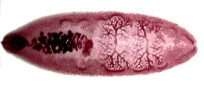 Test for human liver fluke