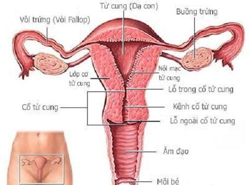 
Tầng sinh môn giúp bảo vệ, nâng đỡ các cơ quan vùng chậu
