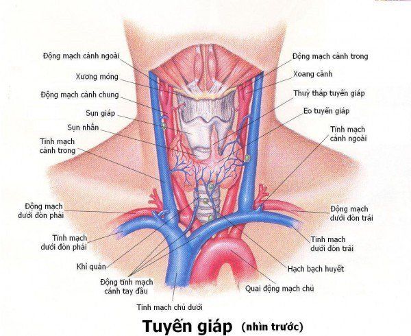 Vị trí tuyến giáp: Cấu tạo, chức năng và những điều cần biết