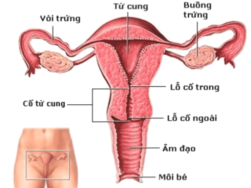 Does ovarian size affect pregnancy?