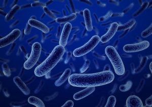 
Vi khuẩn Shigella là nguyên nhân gây bệnh lỵ trực trùng
