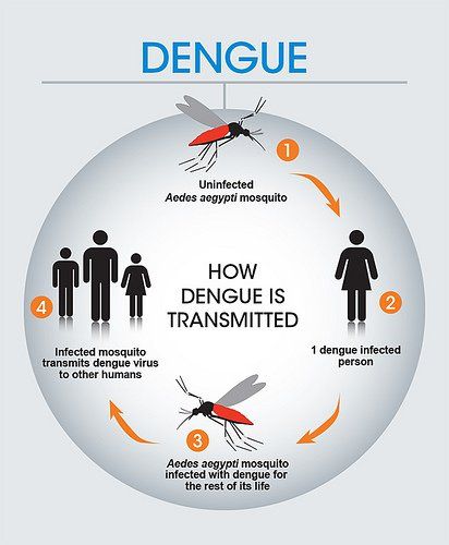 
Virus truyền từ người bệnh sang người lành qua muỗi đốt
