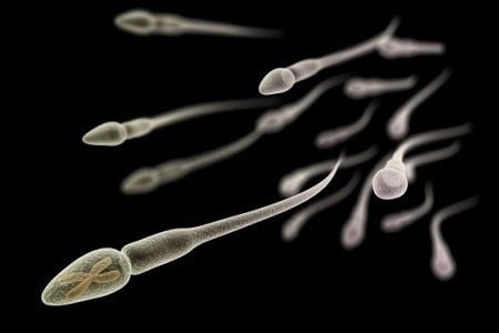 Misinformation about X and Y . sperm