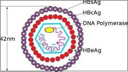 
Virus viêm gan B
