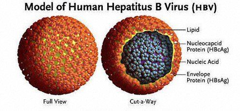 
Virus viêm gan B
