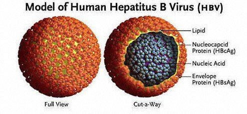 
Virus viêm gan B
