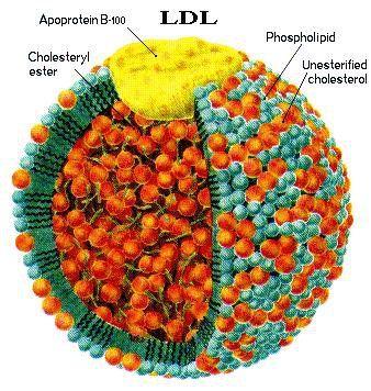 
LDL - “cholesterol xấu”
