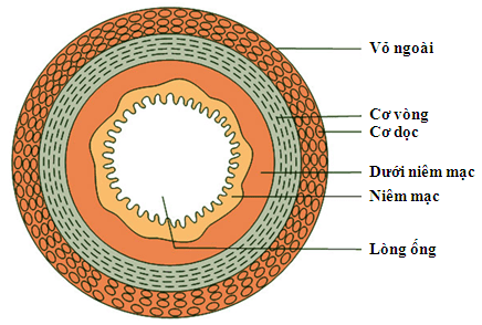 Why can NBI endoscopy accurately diagnose gastrointestinal cancer at an early stage?