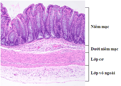 
Hình ảnh mô tả các lớp của thành ống tiêu hóa
