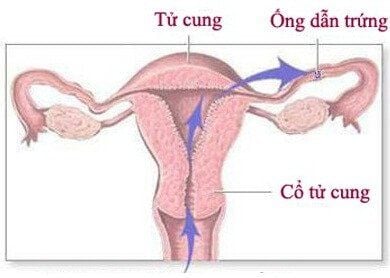 What is fallopian tube? How many centimeters long is the fallopian tube?