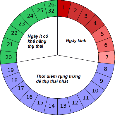 Cách Tính Ngày Rụng Trứng 30 Ngày Hiệu Quả Nhất