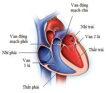 
Các bệnh lý của van tim là nguyên nhân phổ biến gây rối loạn nhịp tim
