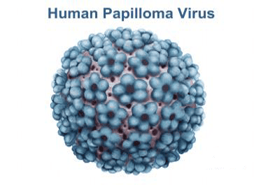 
Virus HPV dược tìm thấy ở nhiều bệnh nhân mắc chứng loạn sản cổ tử cung
