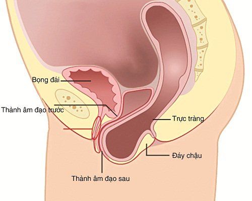 What is rectal prolapse? Causes and signs to recognize