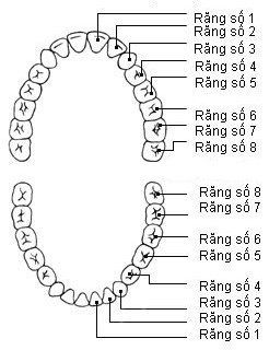 
Cấu tạo hai hàm răng
