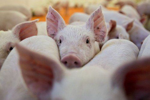 Dịch tả lợn có thể lây sang người bằng cách nào?