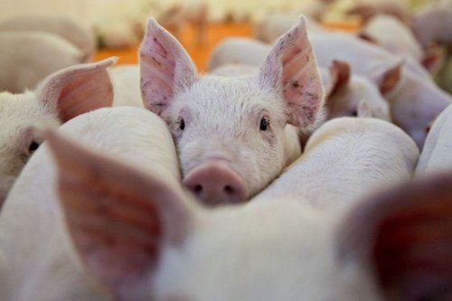 How can swine fever be transmitted to humans?