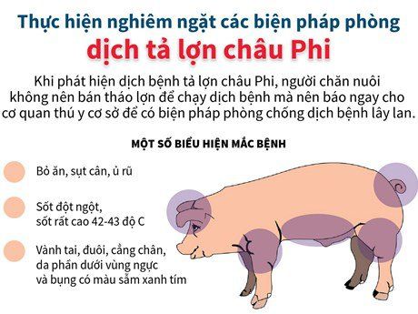 
Biểu hiện lợn mắc bệnh tả lợn Châu Phi
