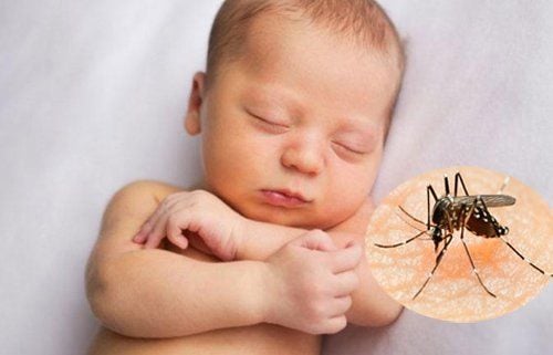 
Viêm não Nhật Bản là một bệnh truyền nhiễm lây qua đường muỗi chích do virus
