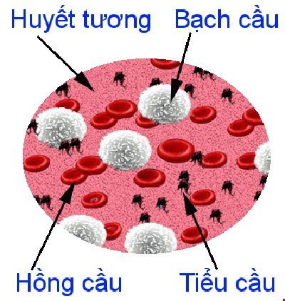 
Tế bào tiểu cầu
