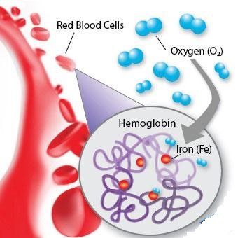 
Hồng cầu giúp vận chuyển oxy đi khắp cơ thể
