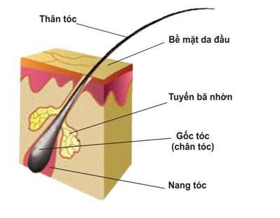 
Hình 1: Cấu tạo tóc
