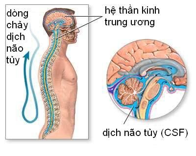 
Dịch não tủy
