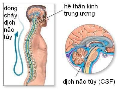 
Bảo vệ hệ thần kinh trung ương là một trong 3 chức năng chính của dịch não tủy
