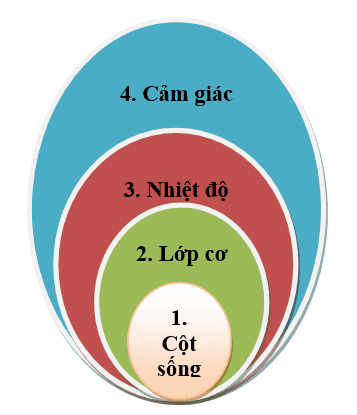 
Phương pháp tác động cột sống có 4 đặc trưng cơ bản là: Cột sống, lớp cơ, nhiệt độ, cảm giác
