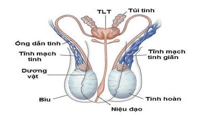 Giãn tĩnh mạch niệu đạo: Nguyên nhân, triệu chứng và phương pháp điều trị hiệu quả