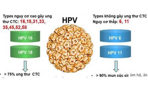 1. Virus HPV là gì?