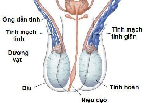 
Giãn tĩnh mạch thừng tinh
