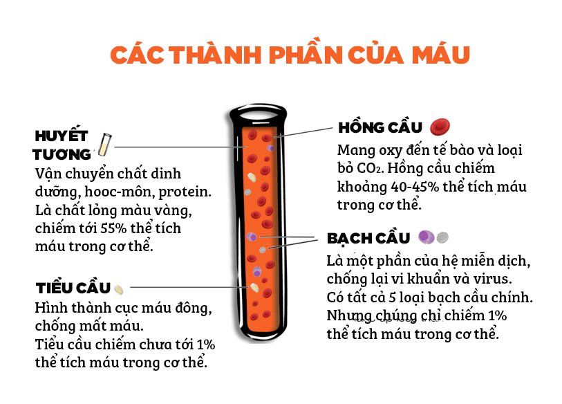 Protein Huyết Tương Là Gì? Vai Trò Và Tầm Quan Trọng Đối Với Sức Khỏe