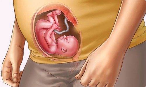 Discover the journey of a baby growing up in the womb