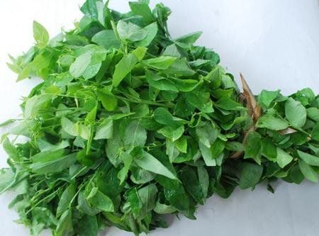 Nutritional composition of coriander leaves