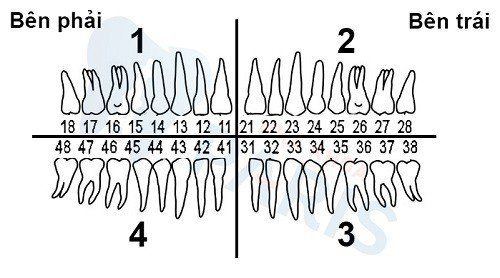 
Cách đọc tên răng
