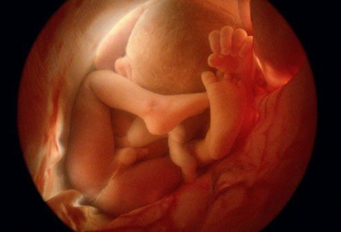 How are the baby's genitals formed in the womb?