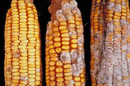 Why does aflatoxin fungus in moldy foods easily cause cancer?